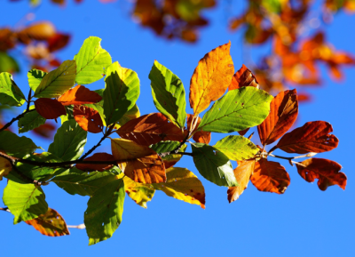 NOTICE - Public holiday on October 28, 2026